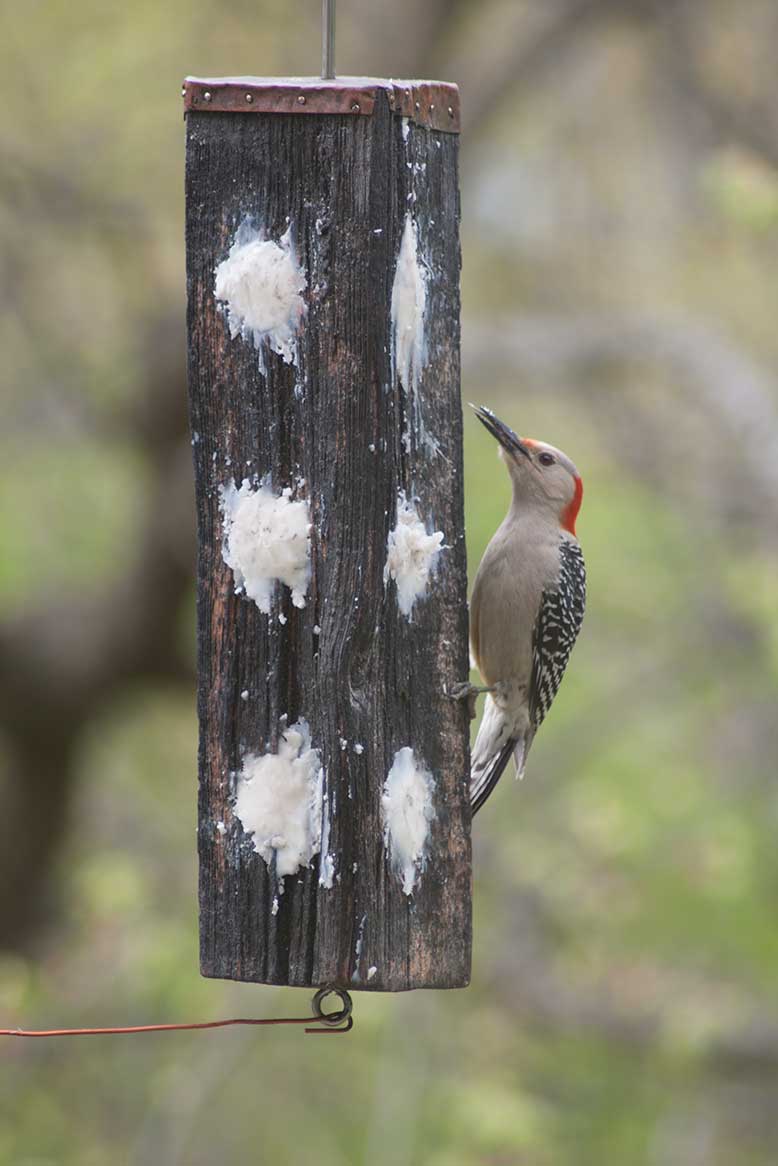 woodpecker feeder by Resident Artist Studio LLC